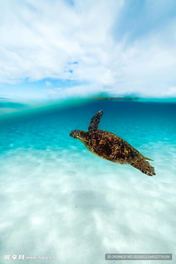 海龟在清澈海水中畅游