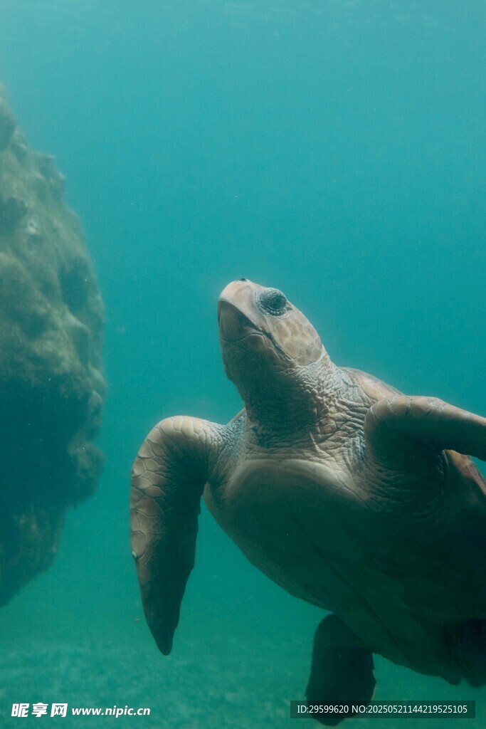 海龟在清澈海水中优雅游动