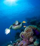 海底潜水员与多彩海洋生物