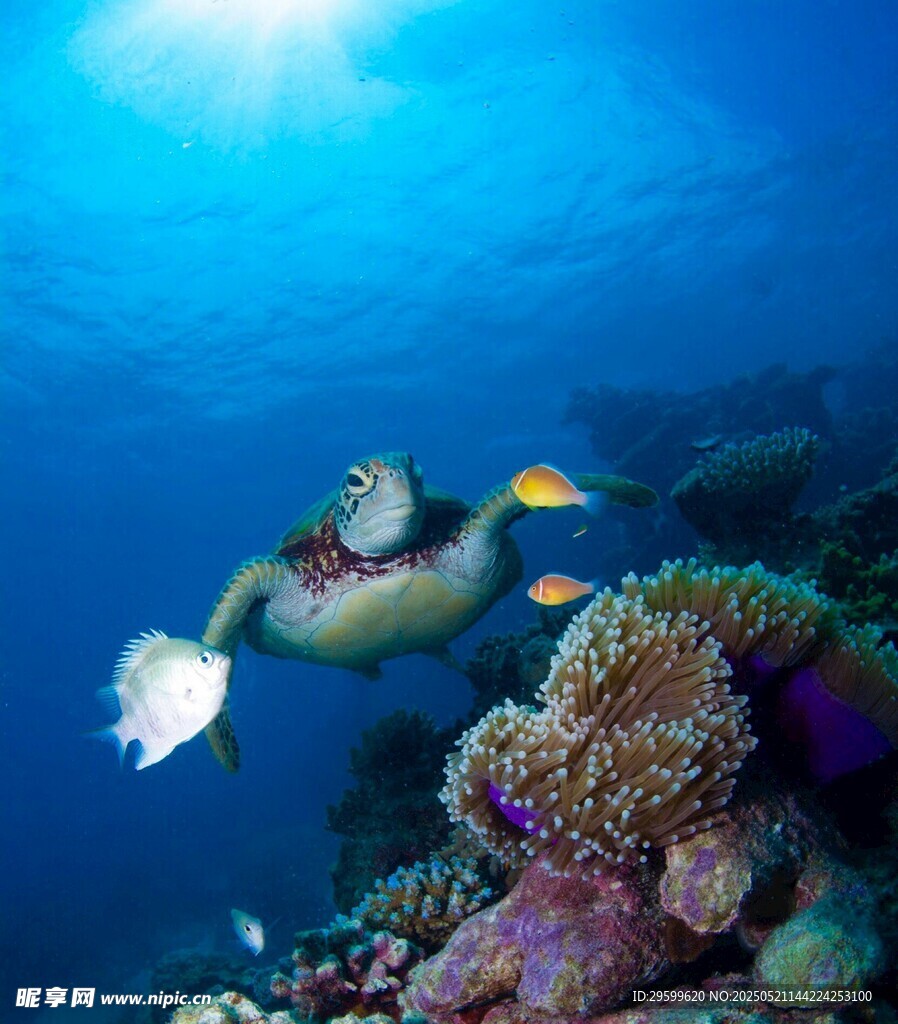 海底潜水员与多彩海洋生物
