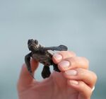 手托小海龟