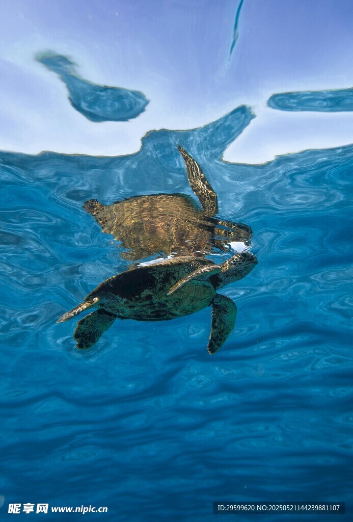 海龟在蓝色海水中优雅游动