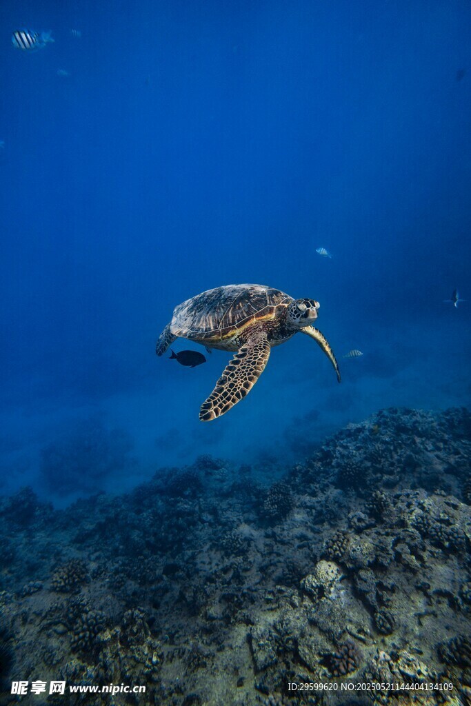 海龟在海底优雅游动