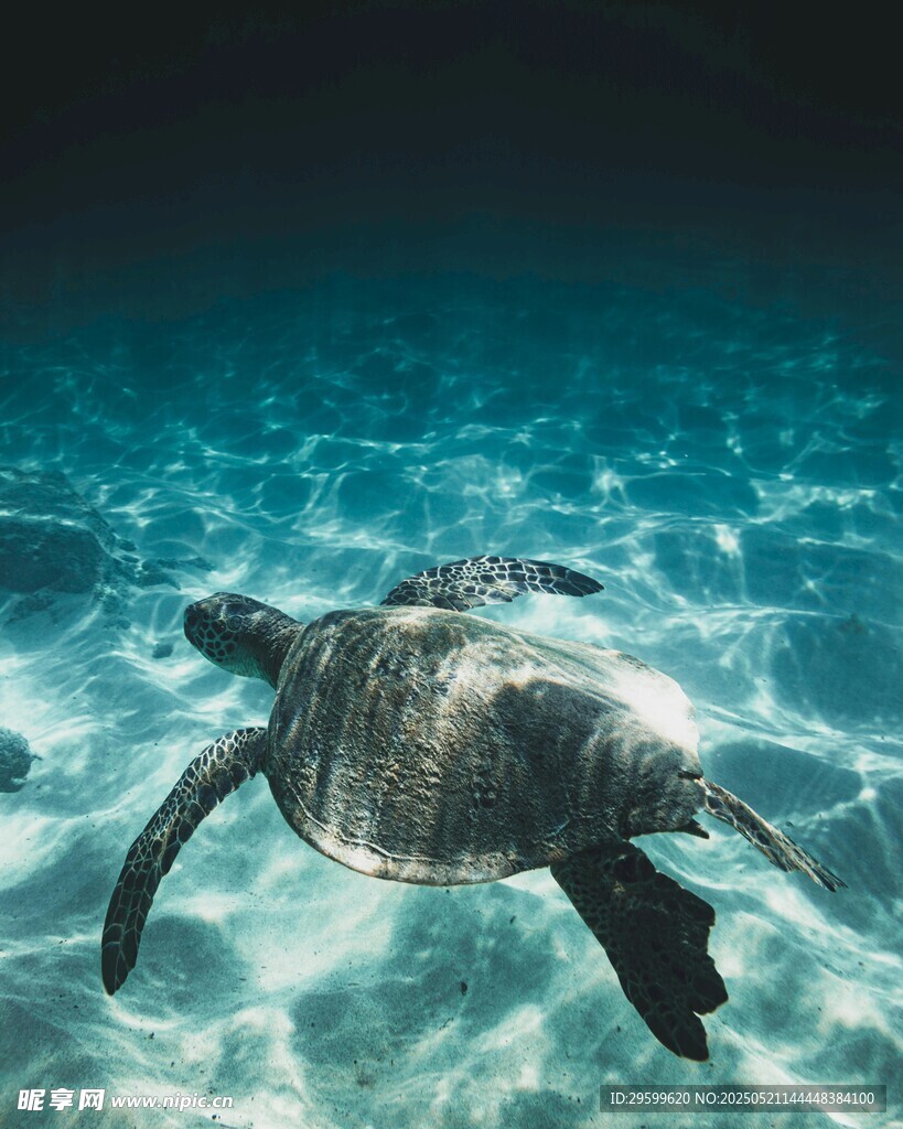 海龟在清澈海水中畅游