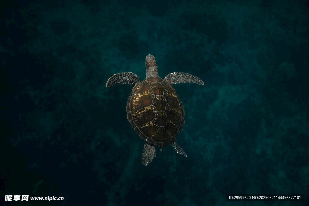 深海中游动的海龟