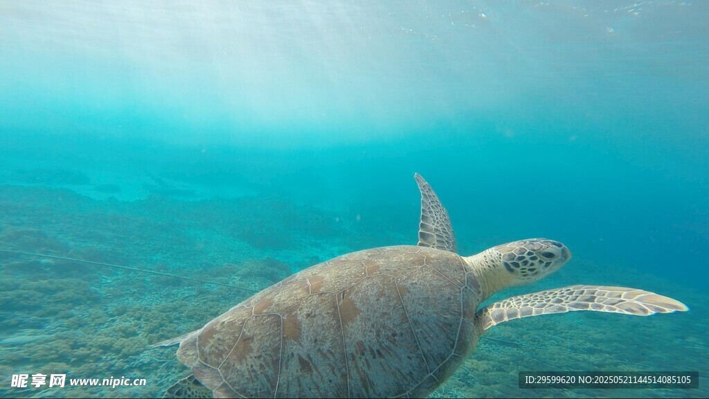 海底遨游的绿海龟