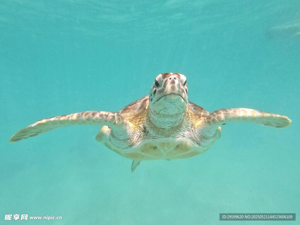 水中遨游的海龟
