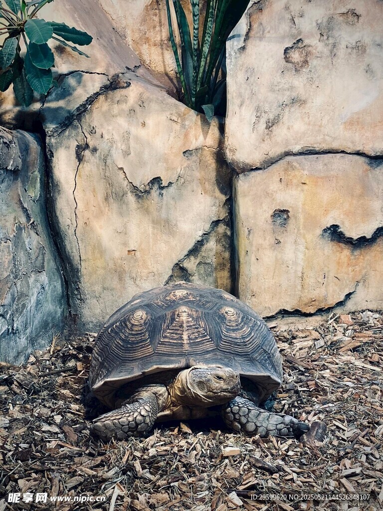 岩石旁的乌龟