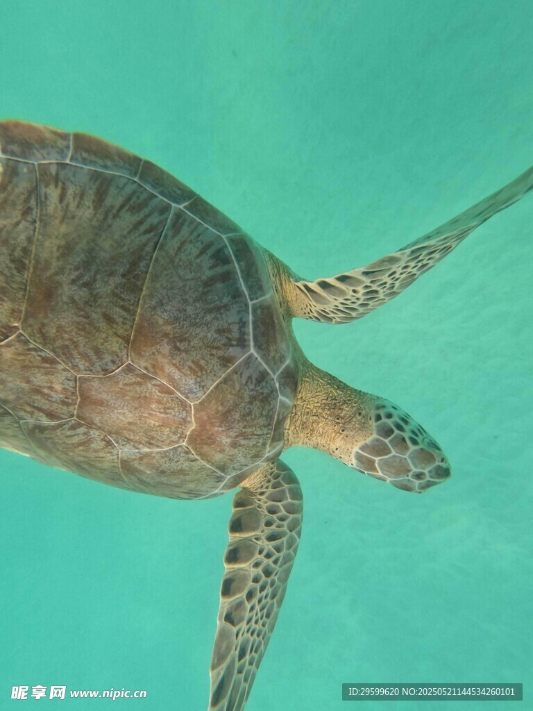 海中遨游的绿海龟