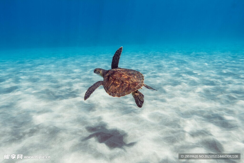 海底遨游的小海龟
