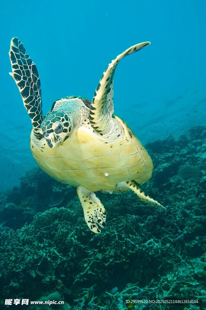 海中遨游的绿海龟