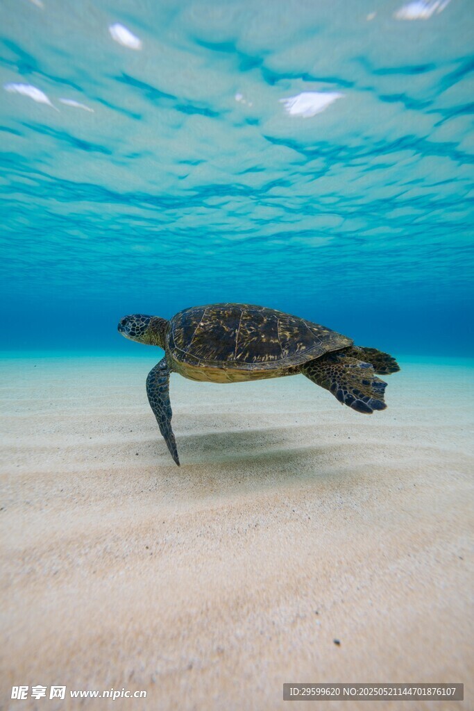 海底遨游的绿海龟