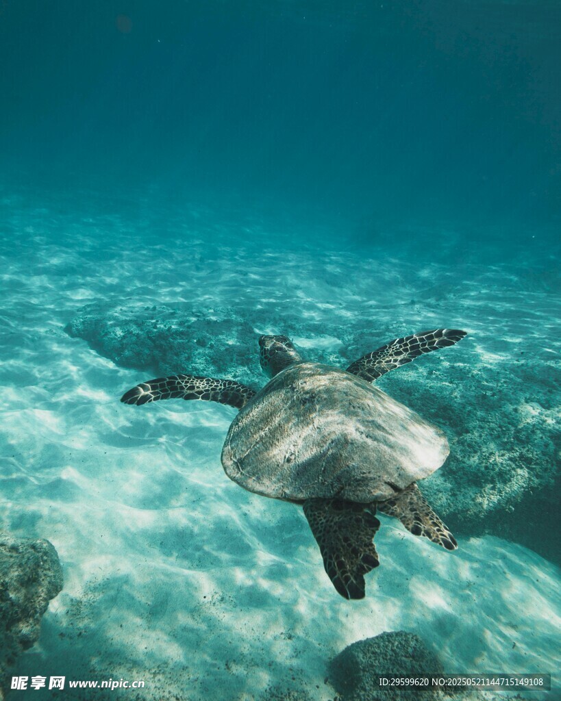深海中游动的海龟
