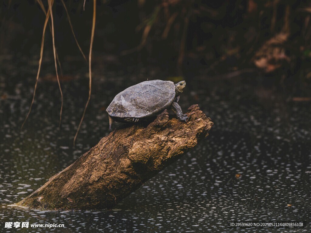 木头上的乌龟