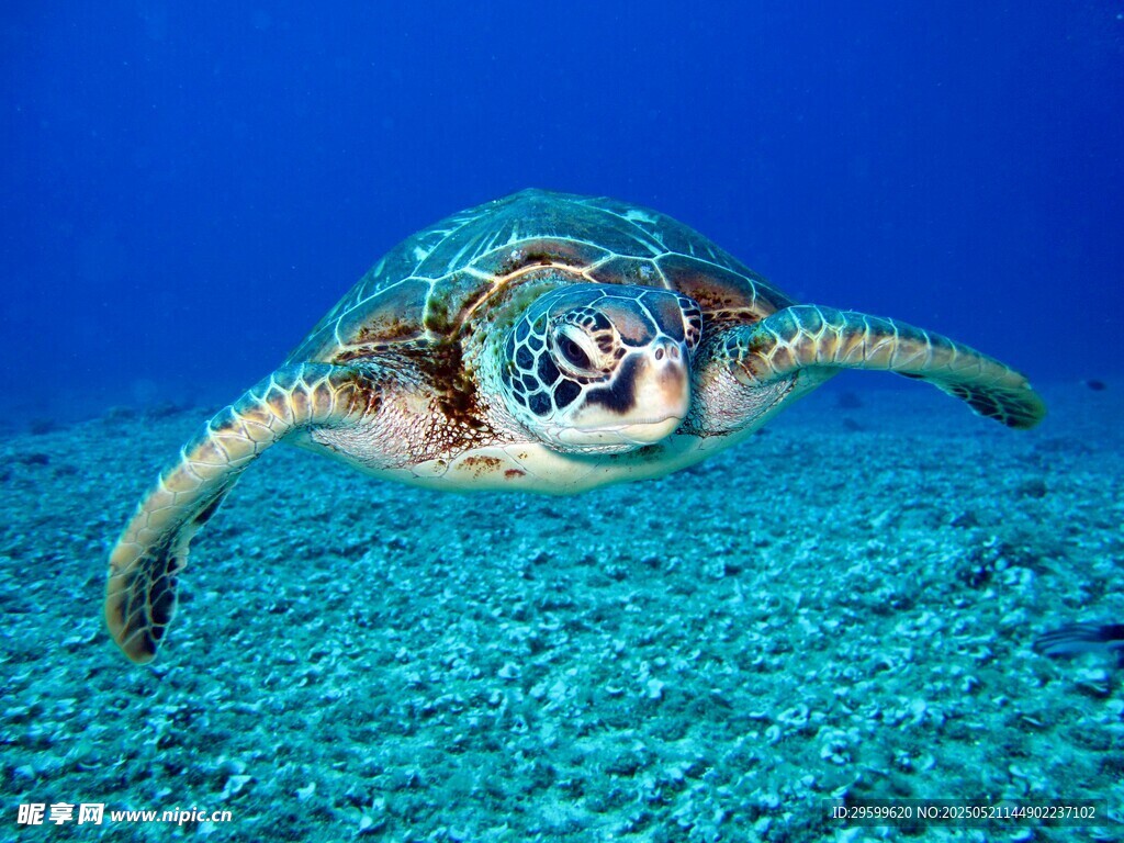 深海中的绿海龟