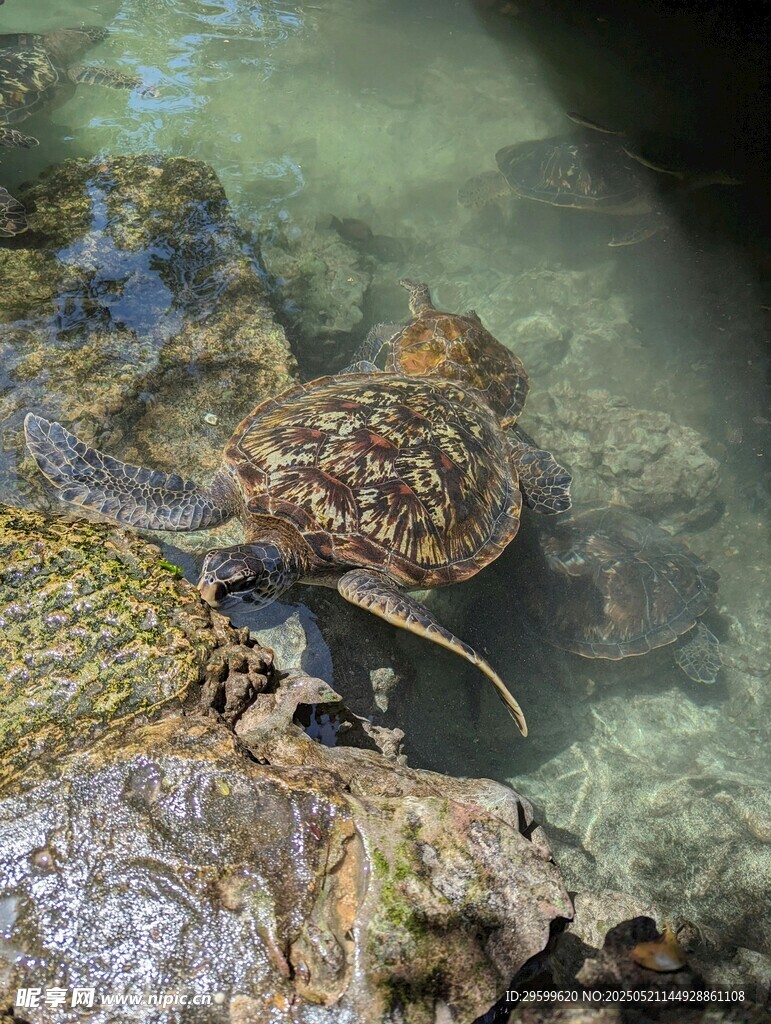 海底礁石旁的神秘生物