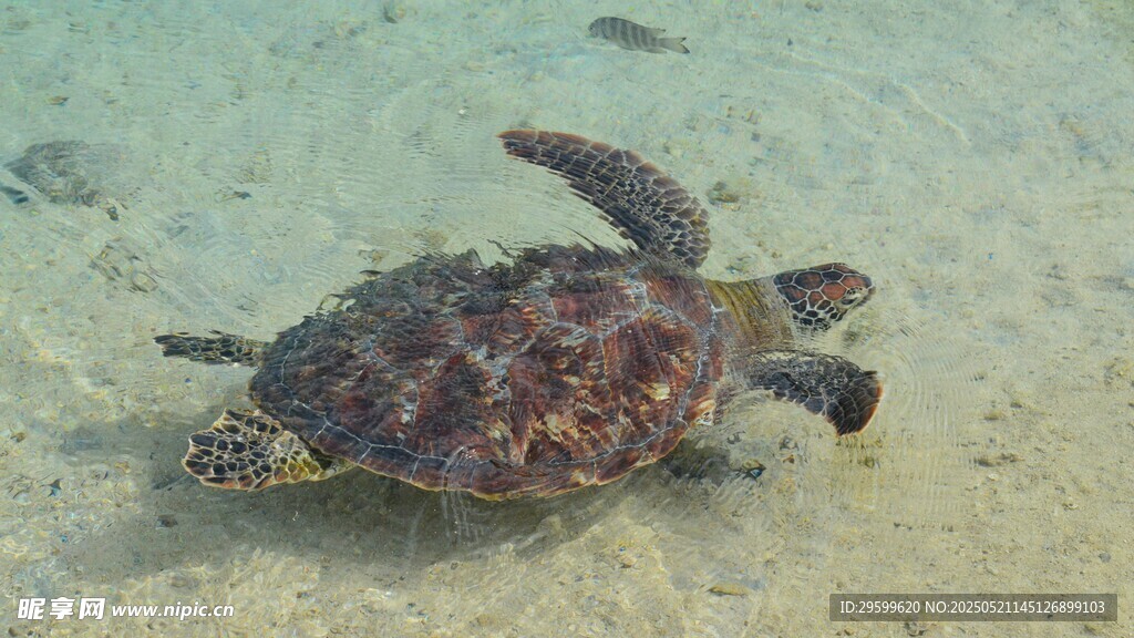 海底遨游的海龟