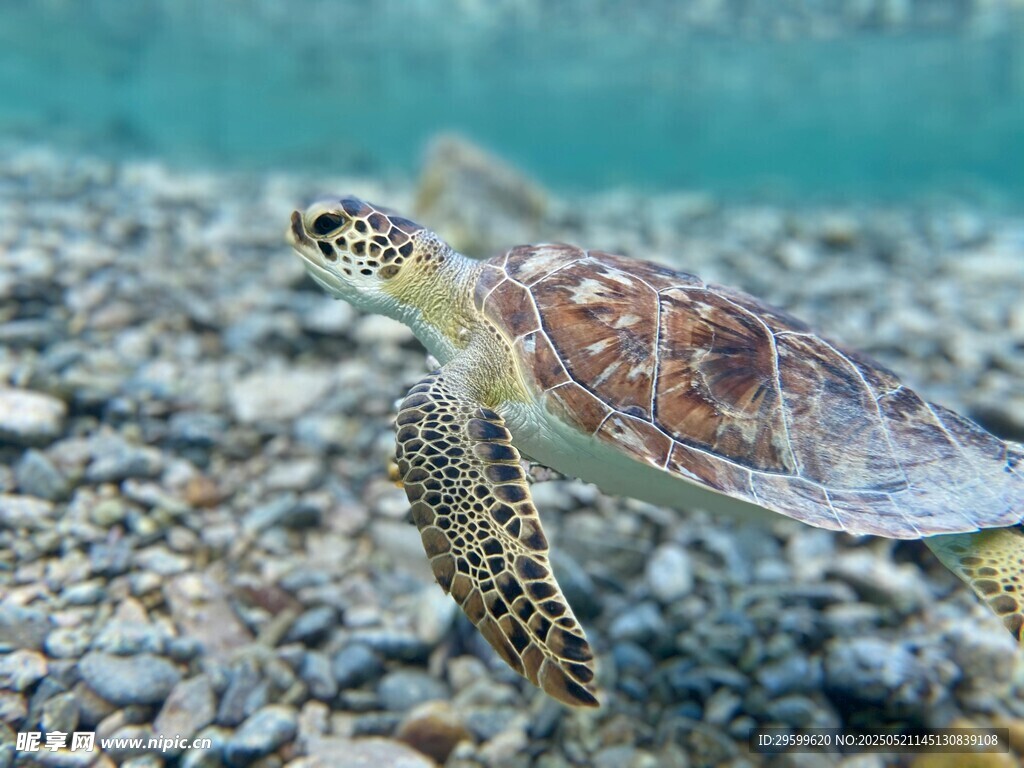 海底漫步的小海龟