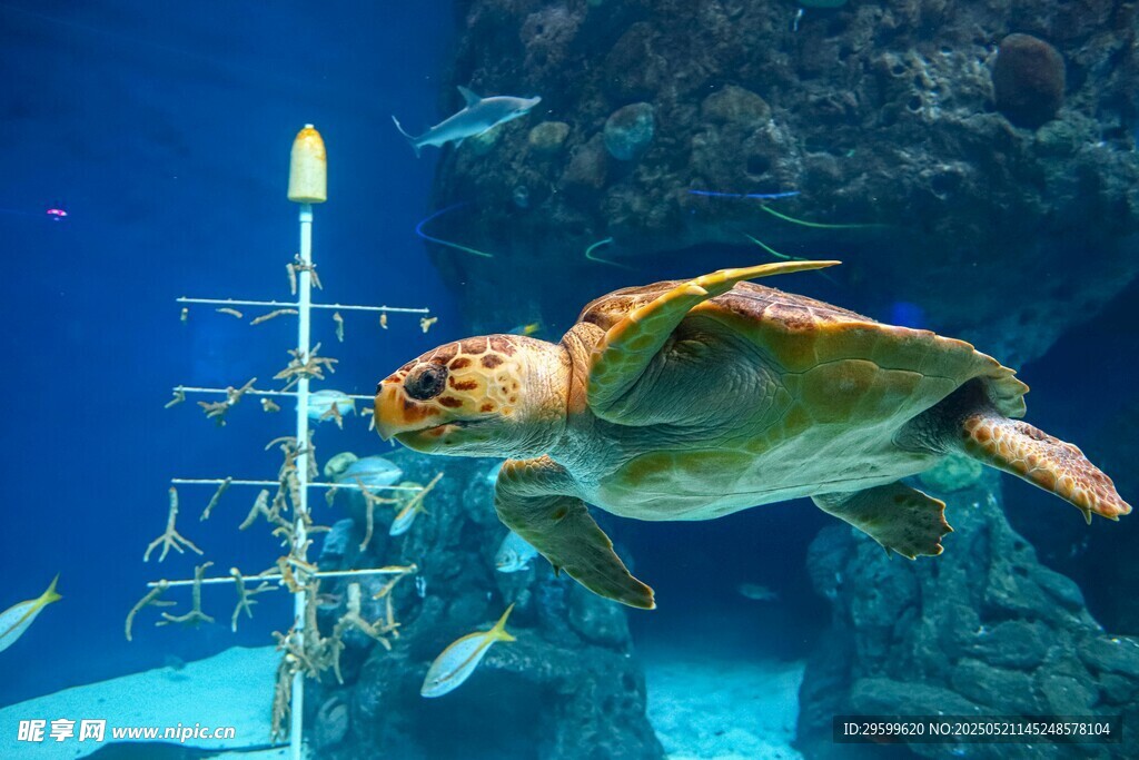 海龟在水族馆优雅游动