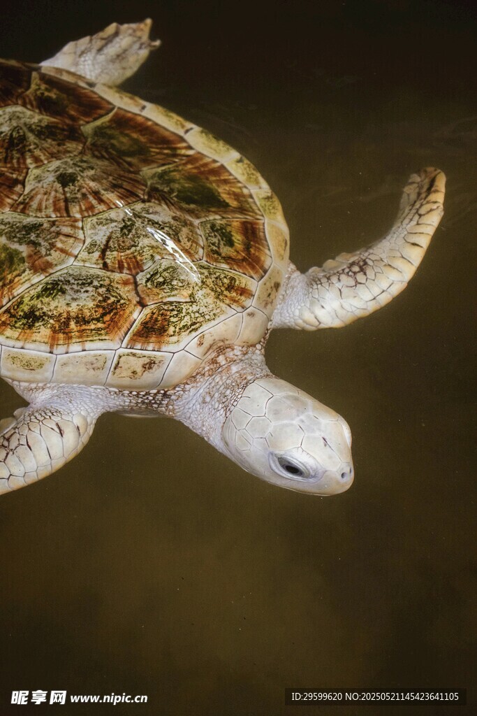 海龟在水中优雅游动