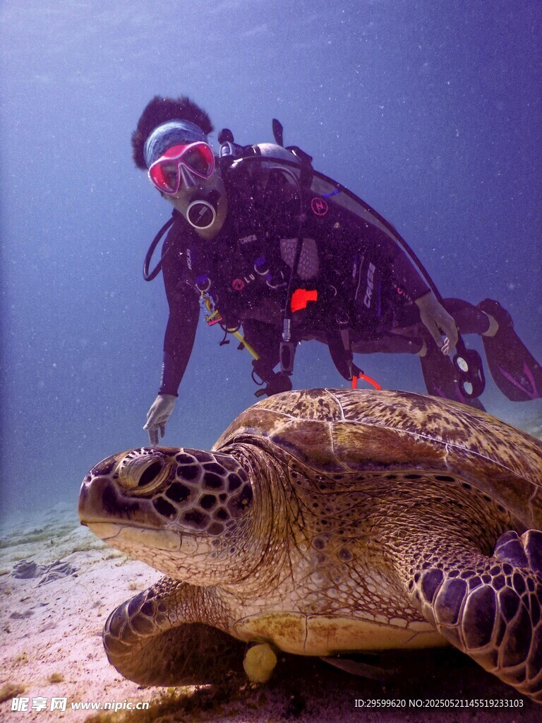 潜水员与海龟海底同框