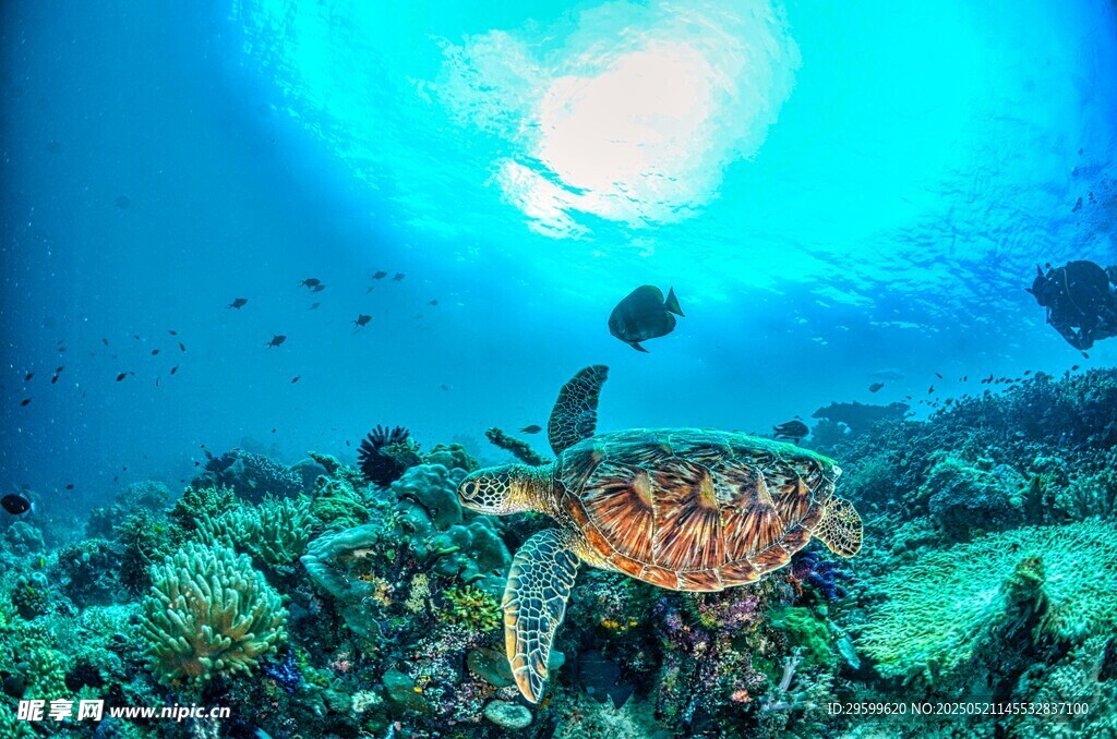 海底海龟畅游美丽珊瑚礁
