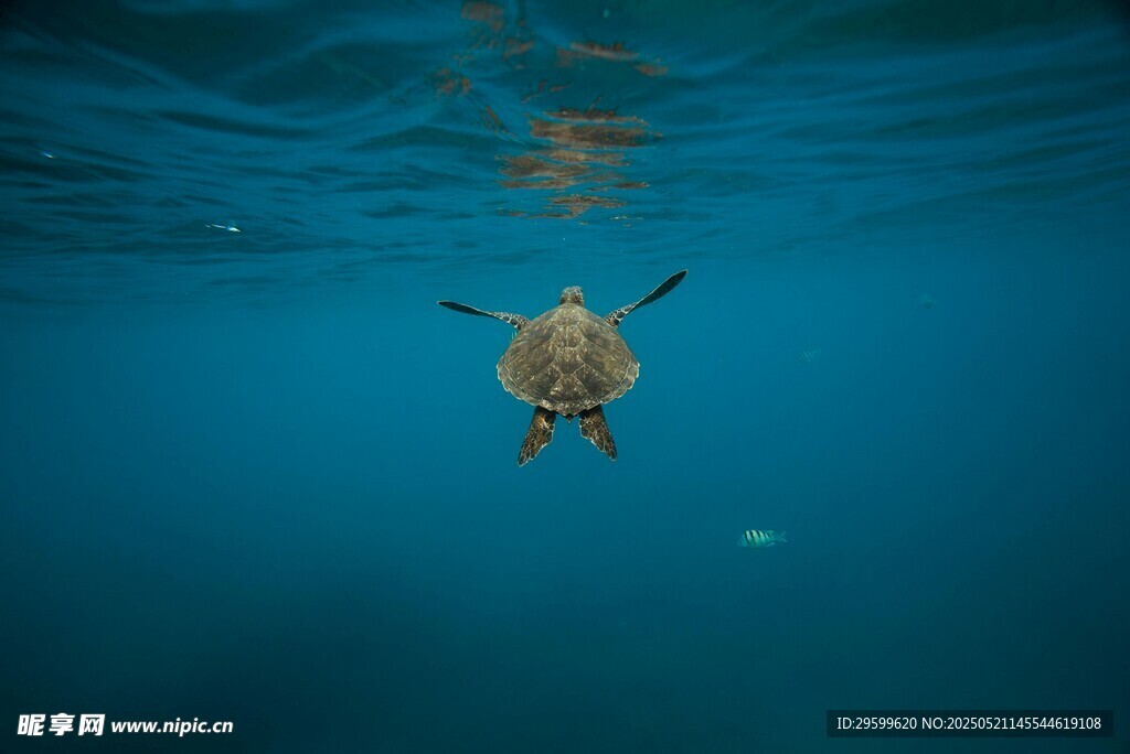 深海中的孤独海龟