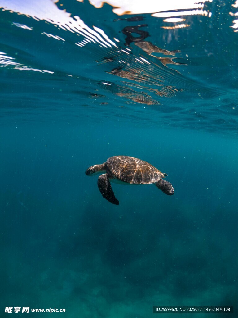 海中悠游的绿海龟