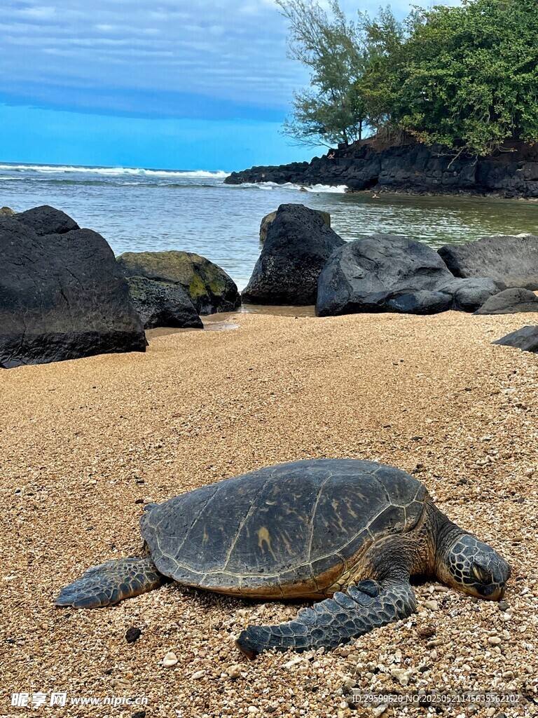 沙滩上的海龟