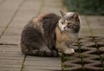 蹲坐石板路的三色猫咪