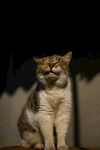 仰头猫咪姿态可爱