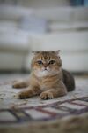 可爱金渐层猫咪趴地