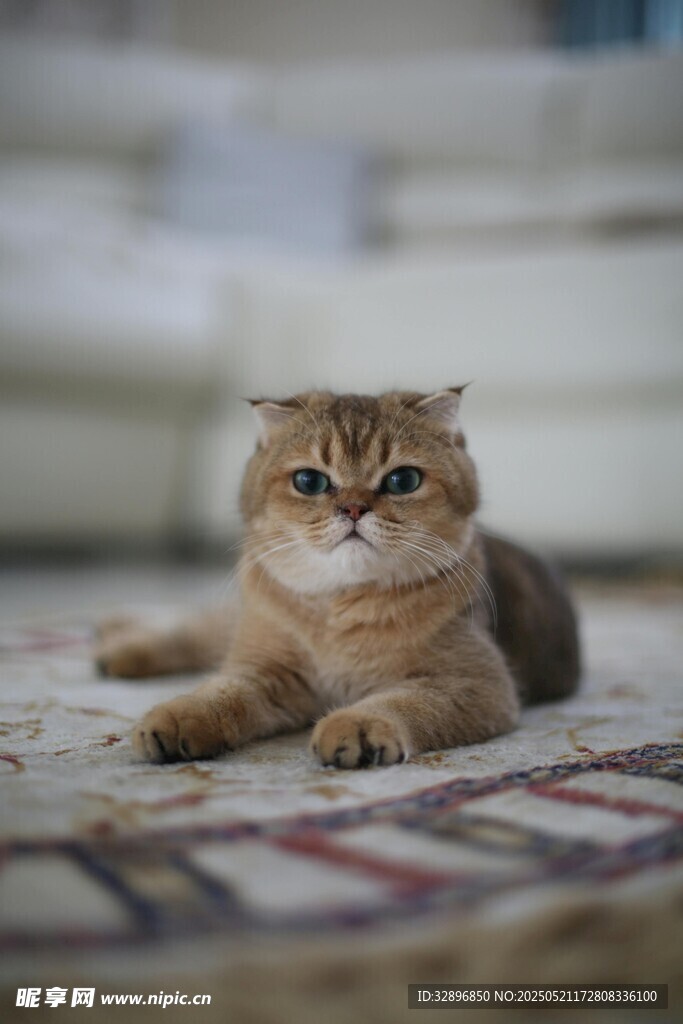 可爱金渐层猫咪趴地