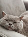 酣睡的猫咪