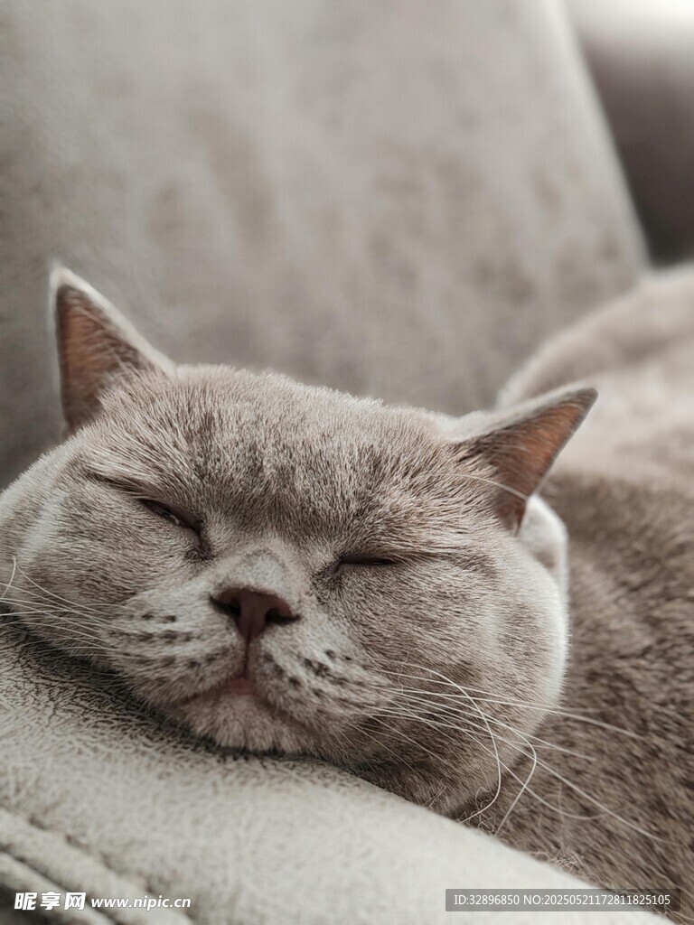 酣睡的猫咪