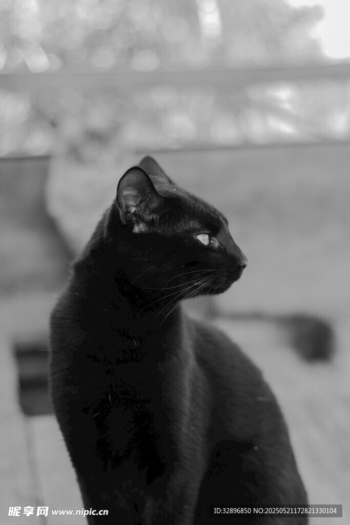 黑猫侧头凝视瞬间
