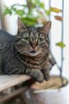 慵懒猫咪惬意趴卧