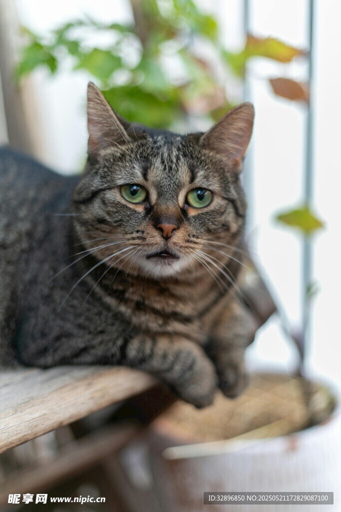 慵懒猫咪惬意趴卧