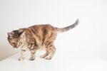 斑纹猫咪站立姿态展示