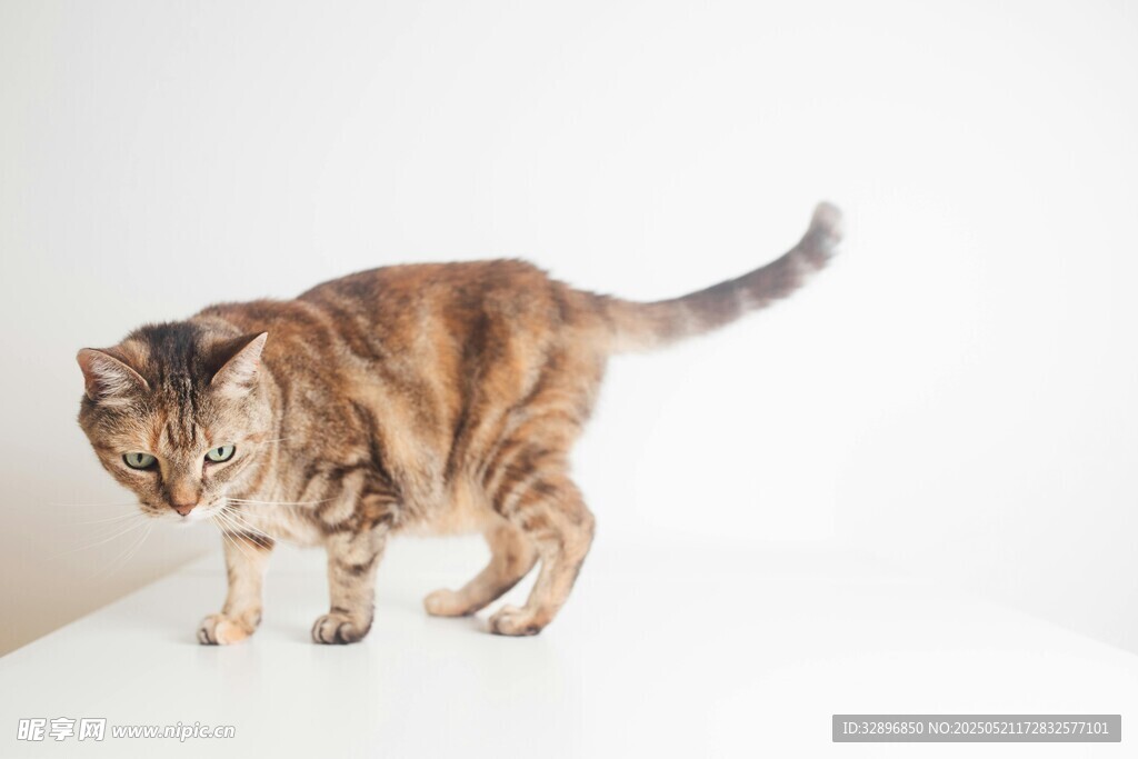 斑纹猫咪站立姿态展示