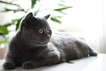 灰色猫咪惬意趴卧