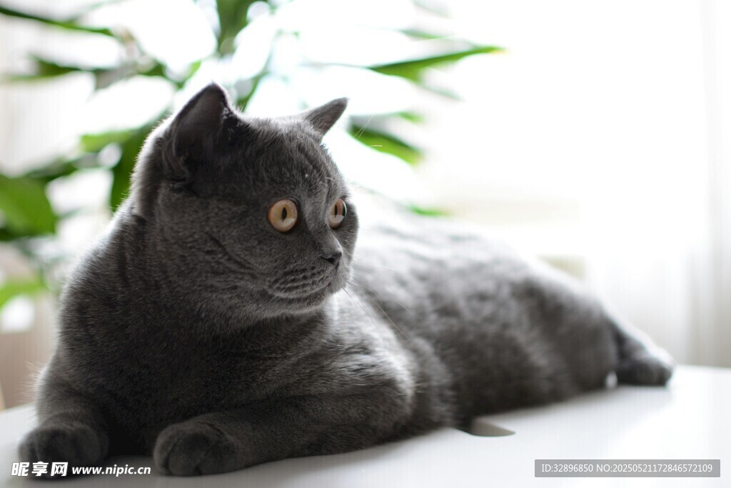 灰色猫咪惬意趴卧