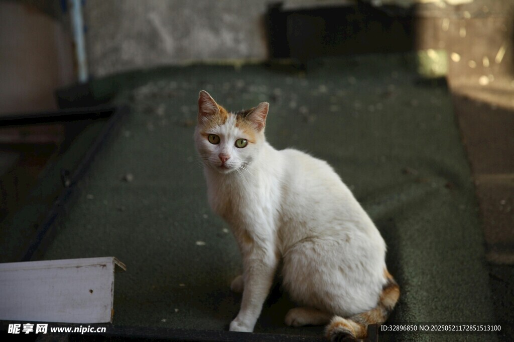 白棕猫咪坐于床上