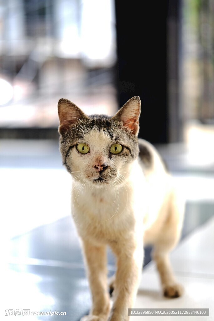 可爱猫咪室内站立瞬间