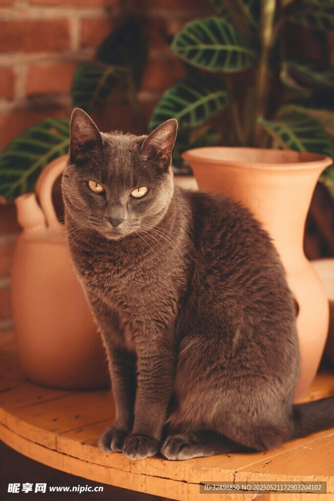 灰猫端坐于盆栽旁