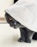 猫咪头顶白布好奇张望
