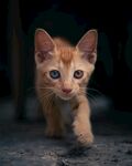 可爱小橘猫迈步前行