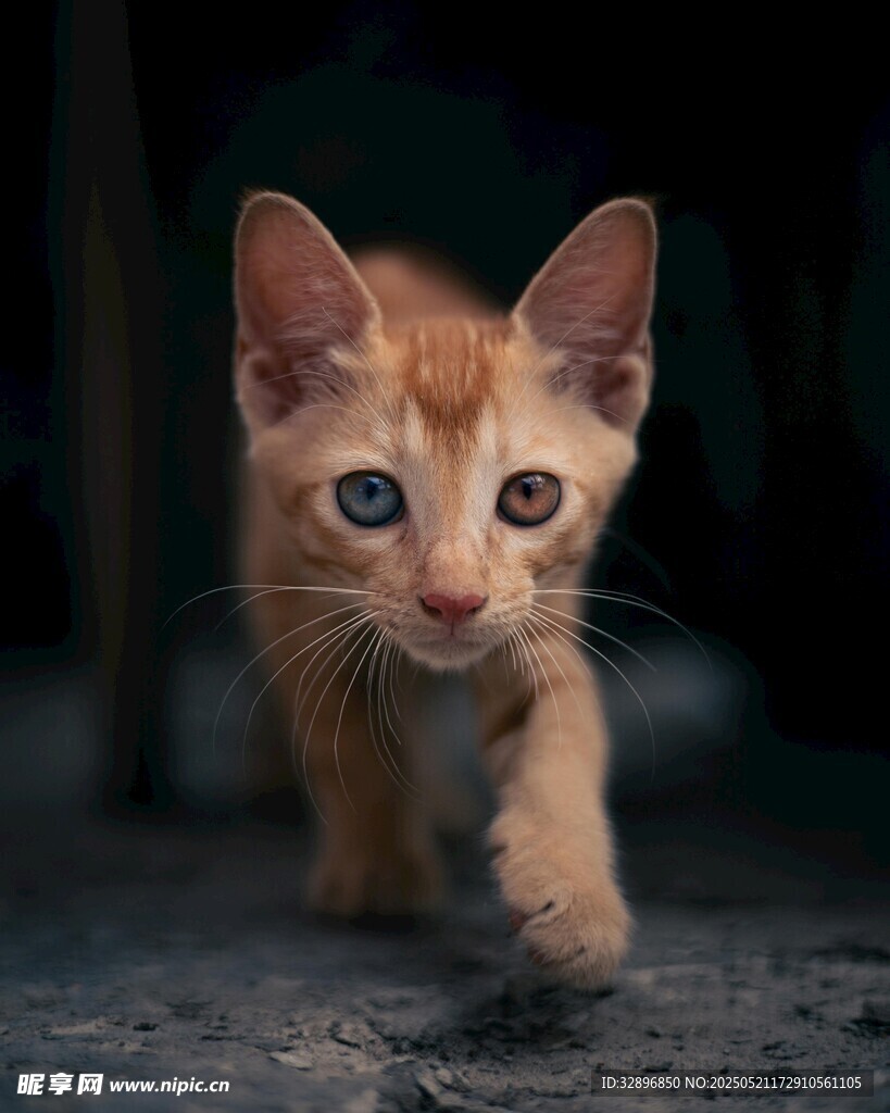 可爱小橘猫迈步前行