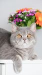 灰猫倚桌伴多彩鲜花
