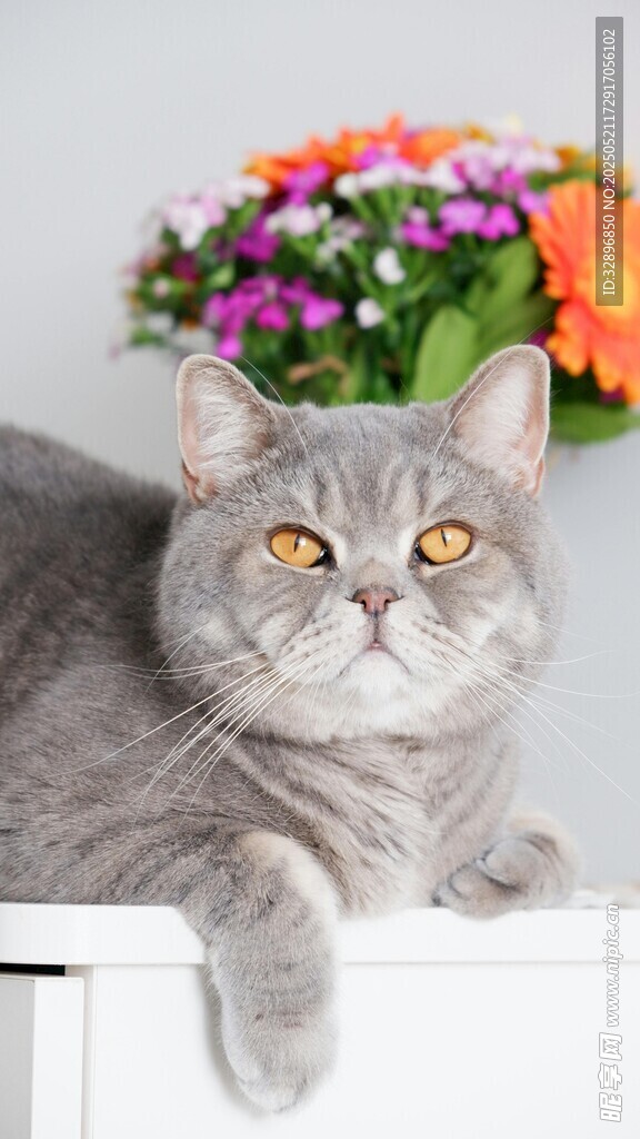 灰猫倚桌伴多彩鲜花